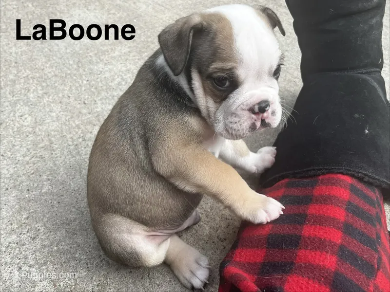 LaBoone  – English Bulldog puppy for sale in Littlefork, MN