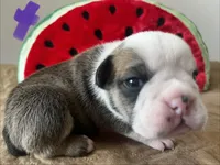 Minnow, a female English Bulldog for sale in Littlefork, MN – 2 of 3