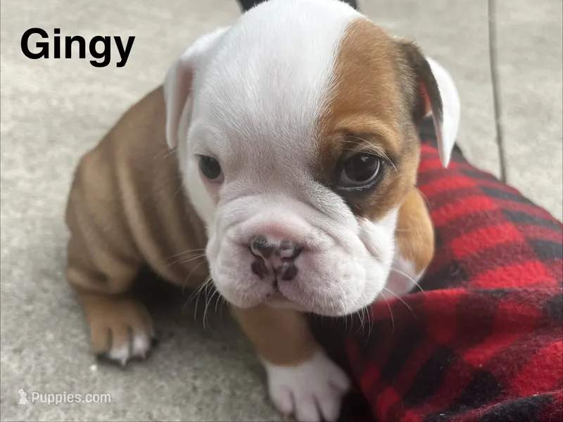 Gingy  – English Bulldog puppy for sale in Littlefork, MN