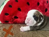 Rudy, a male English Bulldog for sale in Littlefork, MN – 3 of 3