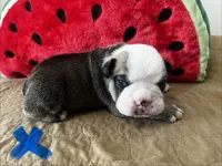 LaBoone , a male English Bulldog for sale in Littlefork, MN – 2 of 3