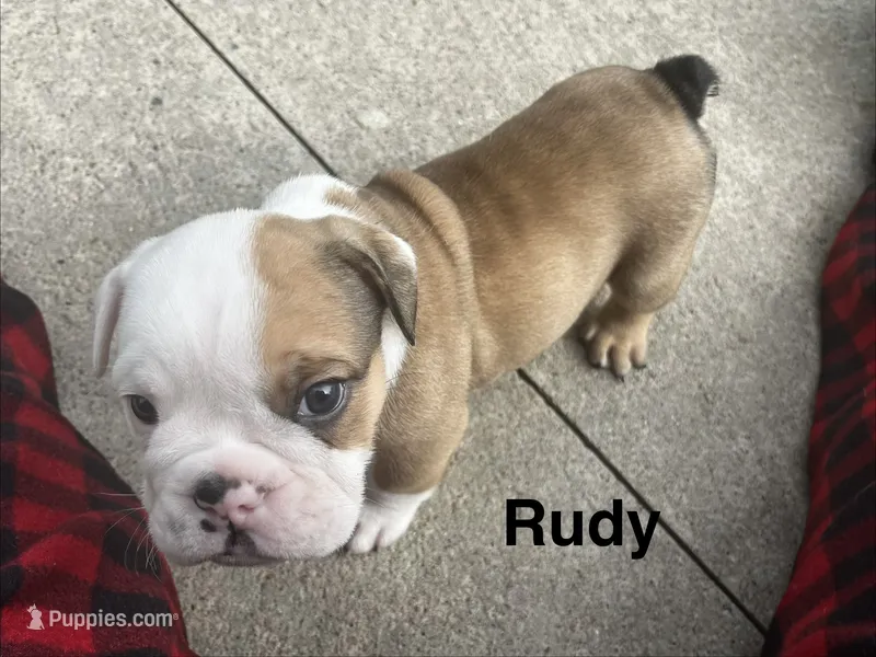 Rudy – English Bulldog puppy for sale in Littlefork, MN
