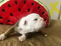 Gingy , a female English Bulldog for sale in Littlefork, MN – 3 of 4