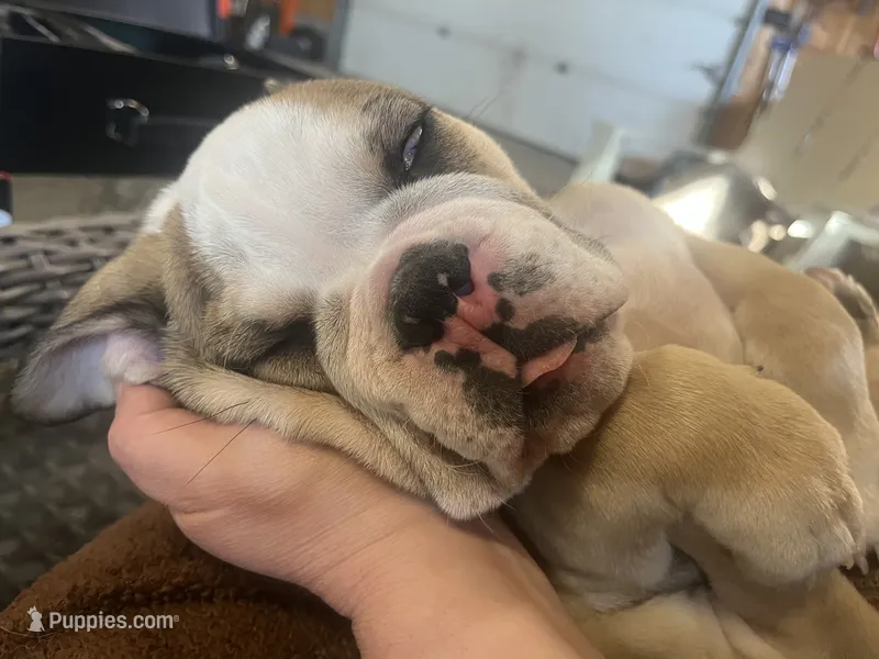 LaBoone  – English Bulldog puppy for sale in Littlefork, MN
