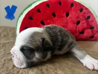 LaBoone , a male English Bulldog for sale in Littlefork, MN – 1 of 3