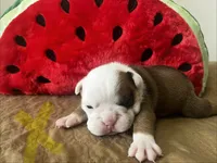 Gingy , a female English Bulldog for sale in Littlefork, MN – 2 of 4