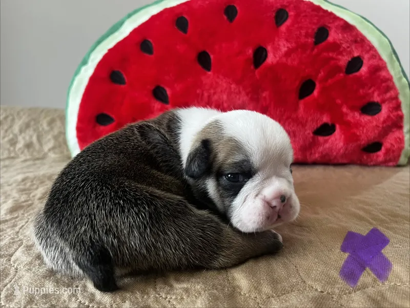Minnow – English Bulldog puppy for sale in Littlefork, MN
