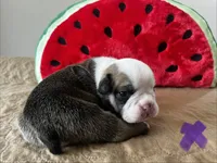Minnow, a female English Bulldog for sale in Littlefork, MN – 1 of 3