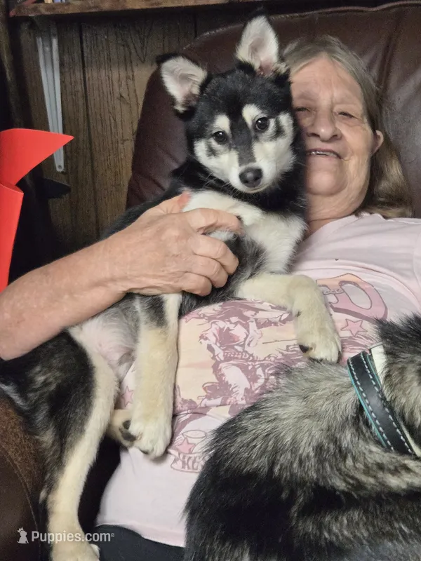 Black Boy – Alaskan Klee Kai puppy for sale in Foster, OR