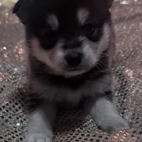 Black Boy, a male Alaskan Klee Kai for sale in Foster, OR – Photo 4 of 7