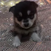 Black Boy, a male Alaskan Klee Kai for sale in Foster, OR – Photo 3 of 7