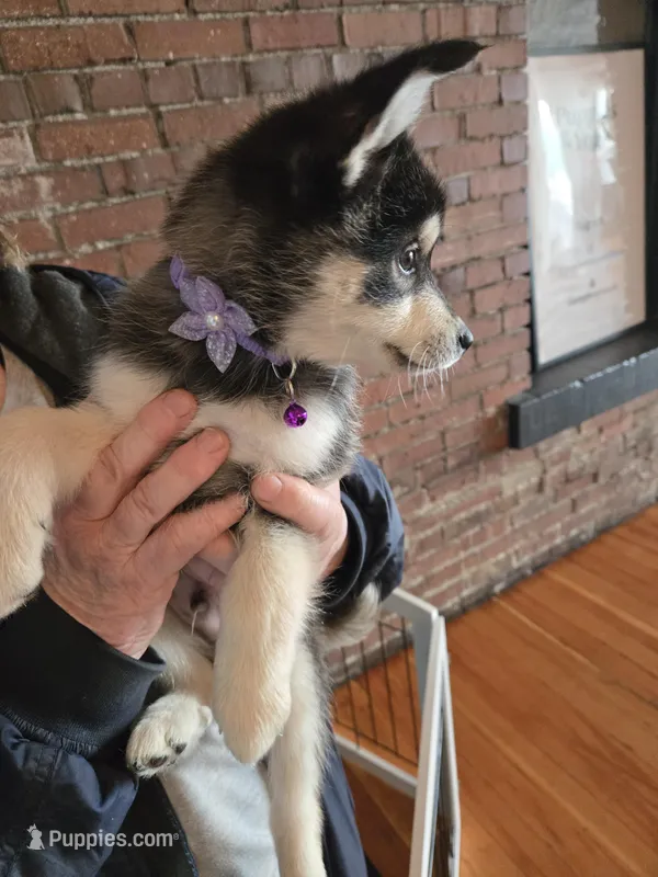 Black Boy – Alaskan Klee Kai puppy for sale in Foster, OR