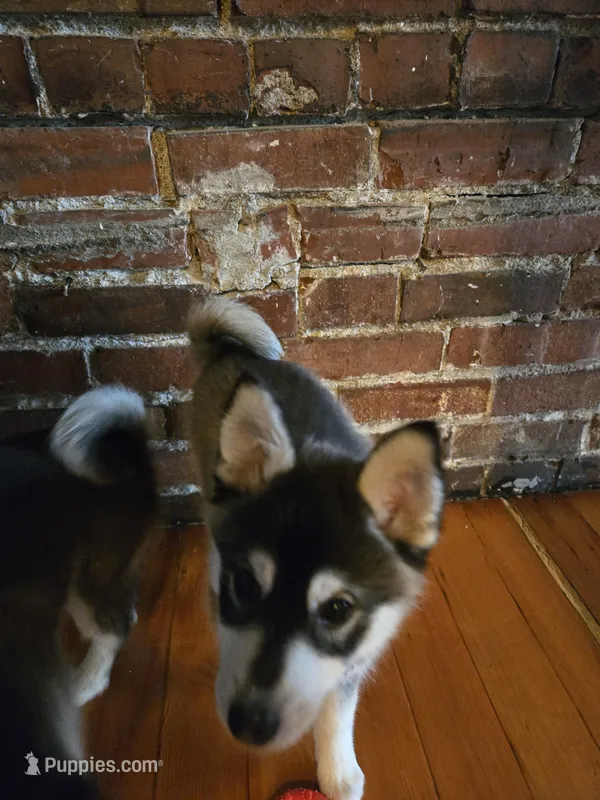 Black Girl 2 – Alaskan Klee Kai puppy for sale in Foster, OR