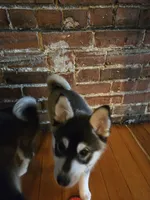 Black Girl 2, a female Alaskan Klee Kai for sale in Foster, OR – 1 of 8
