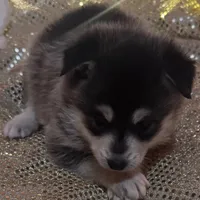 Black Girl 2, a female Alaskan Klee Kai for sale in Foster, OR – Photo 3 of 6