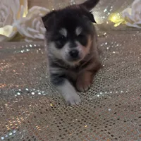Black Girl 2, a female Alaskan Klee Kai for sale in Foster, OR – Photo 2 of 6