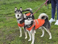 Black Girl 2, a female Alaskan Klee Kai for sale in Foster, OR – 8 of 8