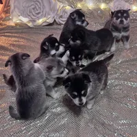 Black Girl 2, a female Alaskan Klee Kai for sale in Foster, OR – Photo 5 of 6