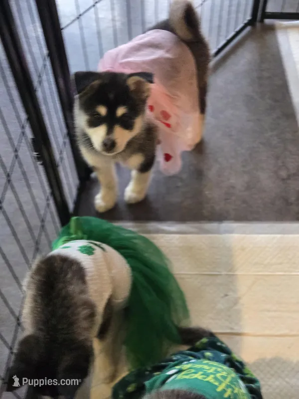 Black Girl 2 – Alaskan Klee Kai puppy for sale in Foster, OR