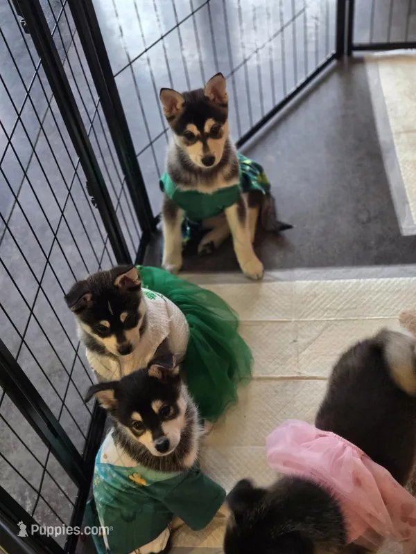 Black Girl 2 – Alaskan Klee Kai puppy for sale in Foster, OR