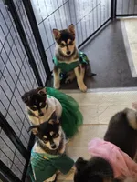 Black Girl 2, a female Alaskan Klee Kai for sale in Foster, OR – 2 of 8