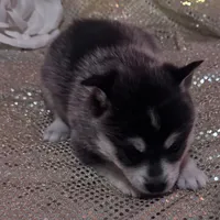 Black Girl 3, a female Alaskan Klee Kai for sale in Foster, OR – Photo 3 of 6