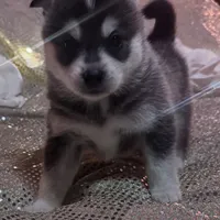 Black Girl 3, a female Alaskan Klee Kai for sale in Foster, OR – Photo 2 of 6