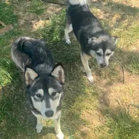 Black Girl 3, a female Alaskan Klee Kai for sale in Foster, OR – Photo 6 of 6