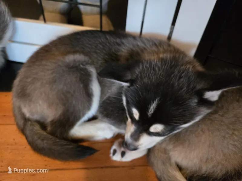 Black Girl 3 – Alaskan Klee Kai puppy for sale in Foster, OR
