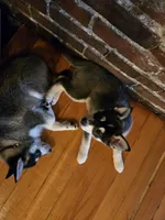 Black Girl 3, a female Alaskan Klee Kai for sale in Foster, OR – Photo 1 of 6