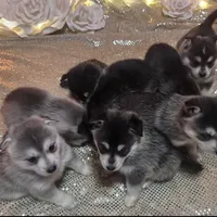 Black Girl 5, a female Alaskan Klee Kai for sale in Foster, OR – Photo 3 of 5