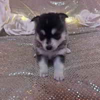 Black Girl 5, a female Alaskan Klee Kai for sale in Foster, OR – Photo 1 of 5