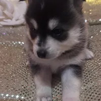 Black Girl 5, a female Alaskan Klee Kai for sale in Foster, OR – Photo 2 of 5