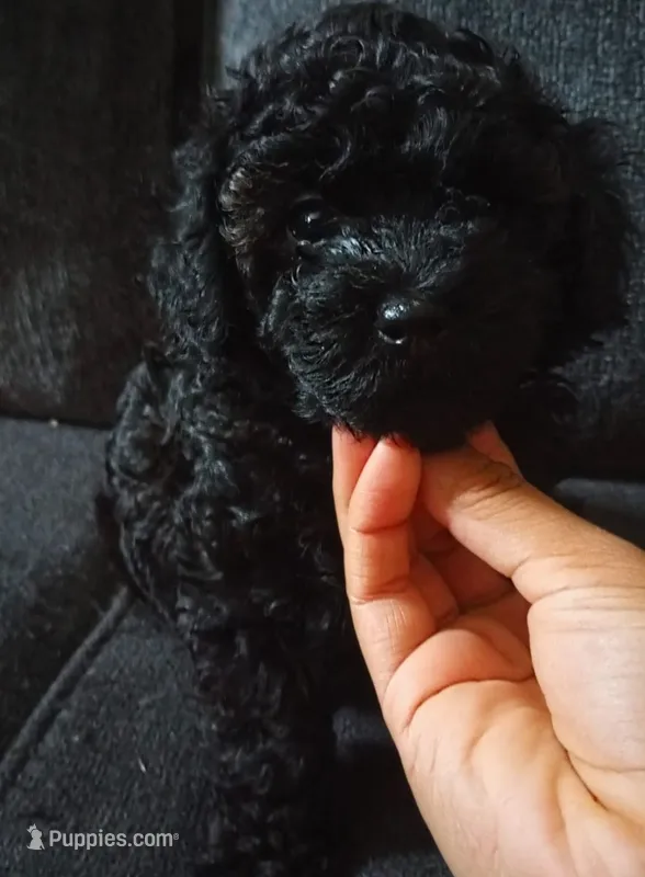 Female toy poodle puppy – Poodle - Toy  puppy for sale in Kissimmee, FL