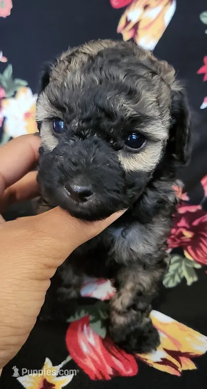 Brindle toy poodle puppy – Poodle - Toy  puppy for sale in Kissimmee, FL