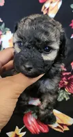 Brindle toy poodle puppy, a male Poodle - Toy  for sale in Kissimmee, FL – 1 of 1