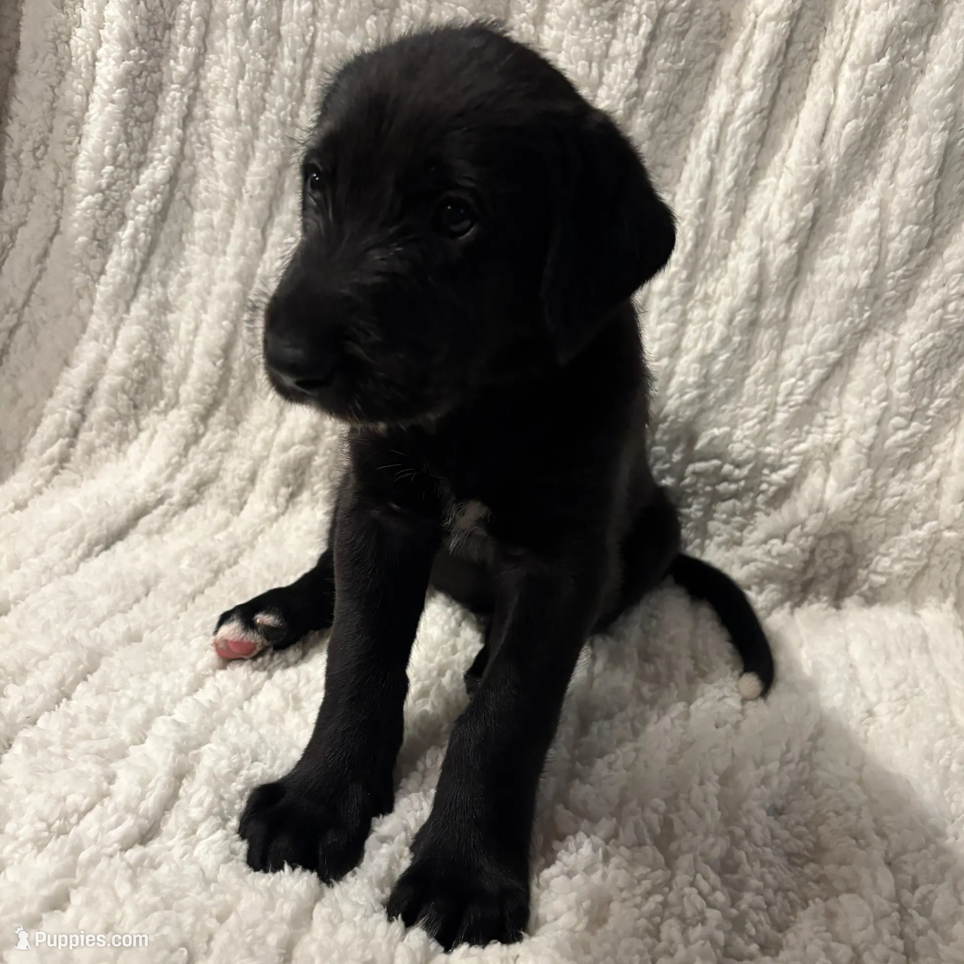 Yellow Girl, a female Irish Wolfhound for sale in Kelso, WA – Photo 1 of 6