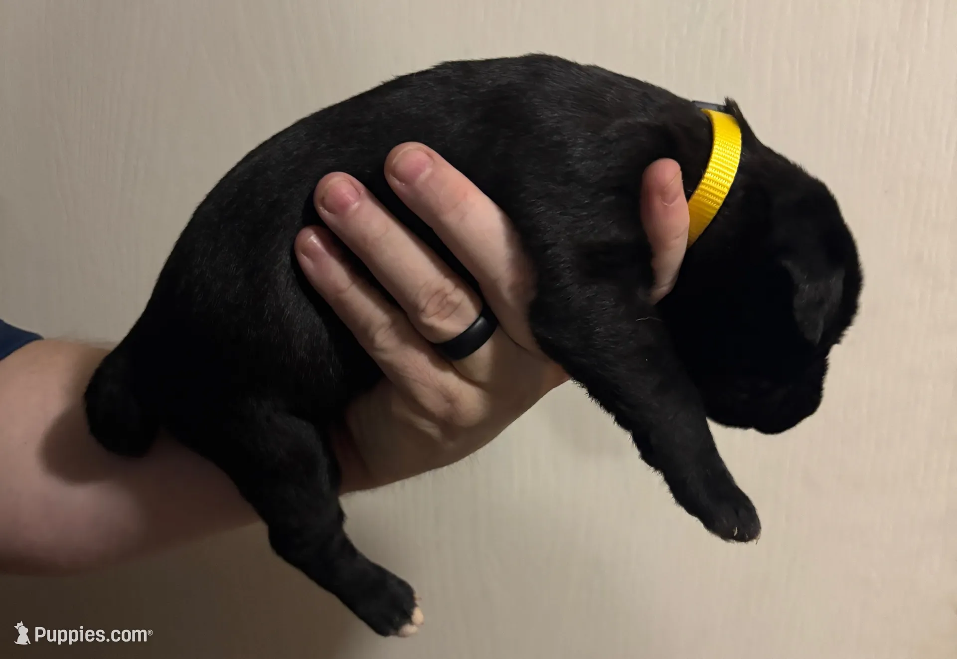 Yellow Girl, a female Irish Wolfhound for sale in Kelso, WA – Photo 5 of 6