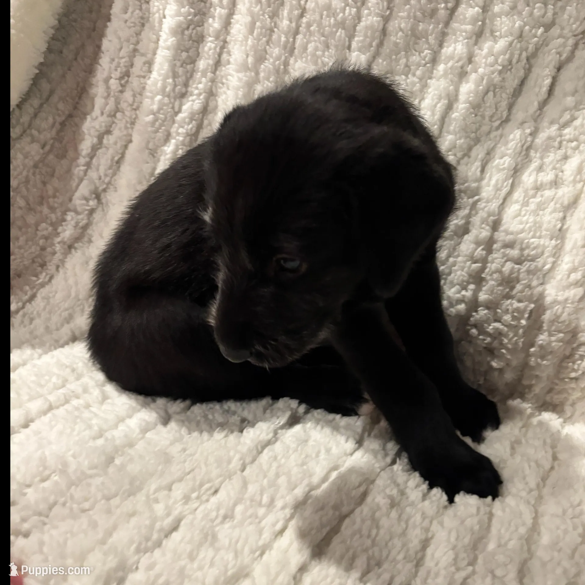 Yellow Girl, a female Irish Wolfhound for sale in Kelso, WA – Photo 2 of 6