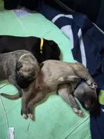 Yellow Girl, a female Irish Wolfhound for sale in Kelso, WA – Photo 3 of 6