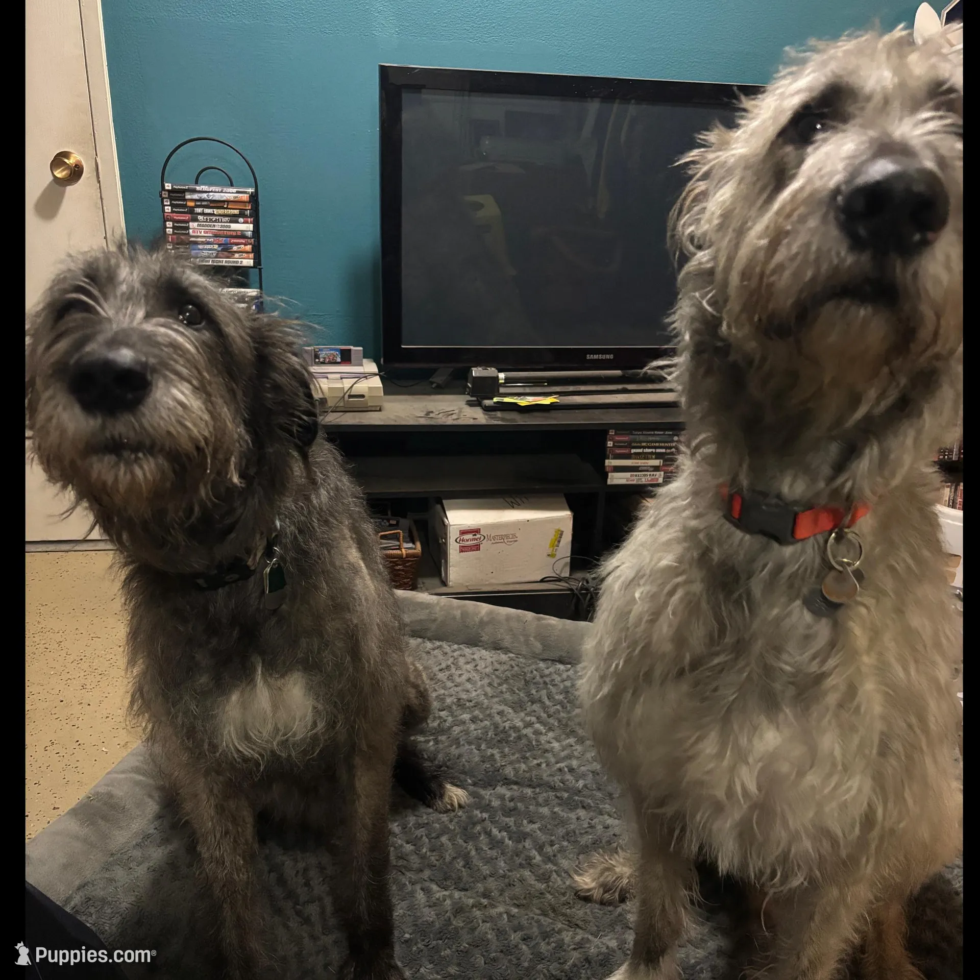 Yellow Girl, a female Irish Wolfhound for sale in Kelso, WA – Photo 6 of 6