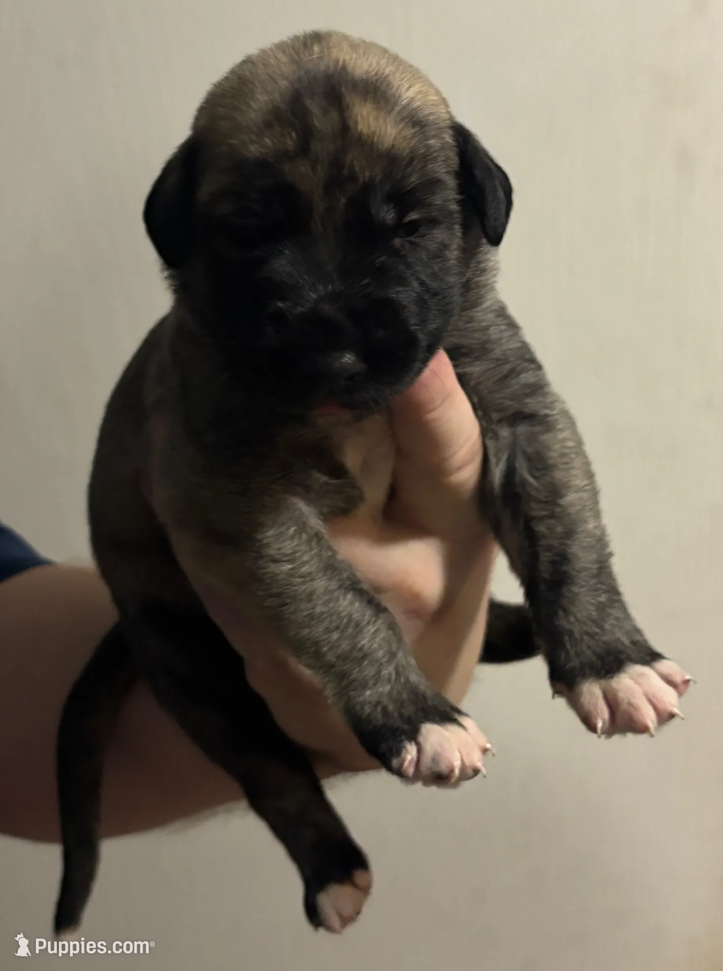 Pink Girl, a female Irish Wolfhound for sale in Kelso, WA – Photo 3 of 5