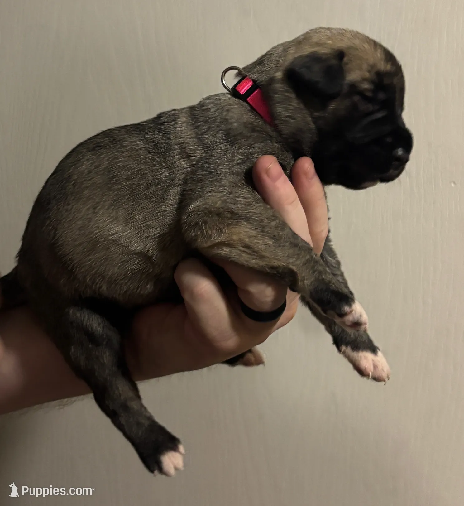 Pink Girl, a female Irish Wolfhound for sale in Kelso, WA – Photo 4 of 5