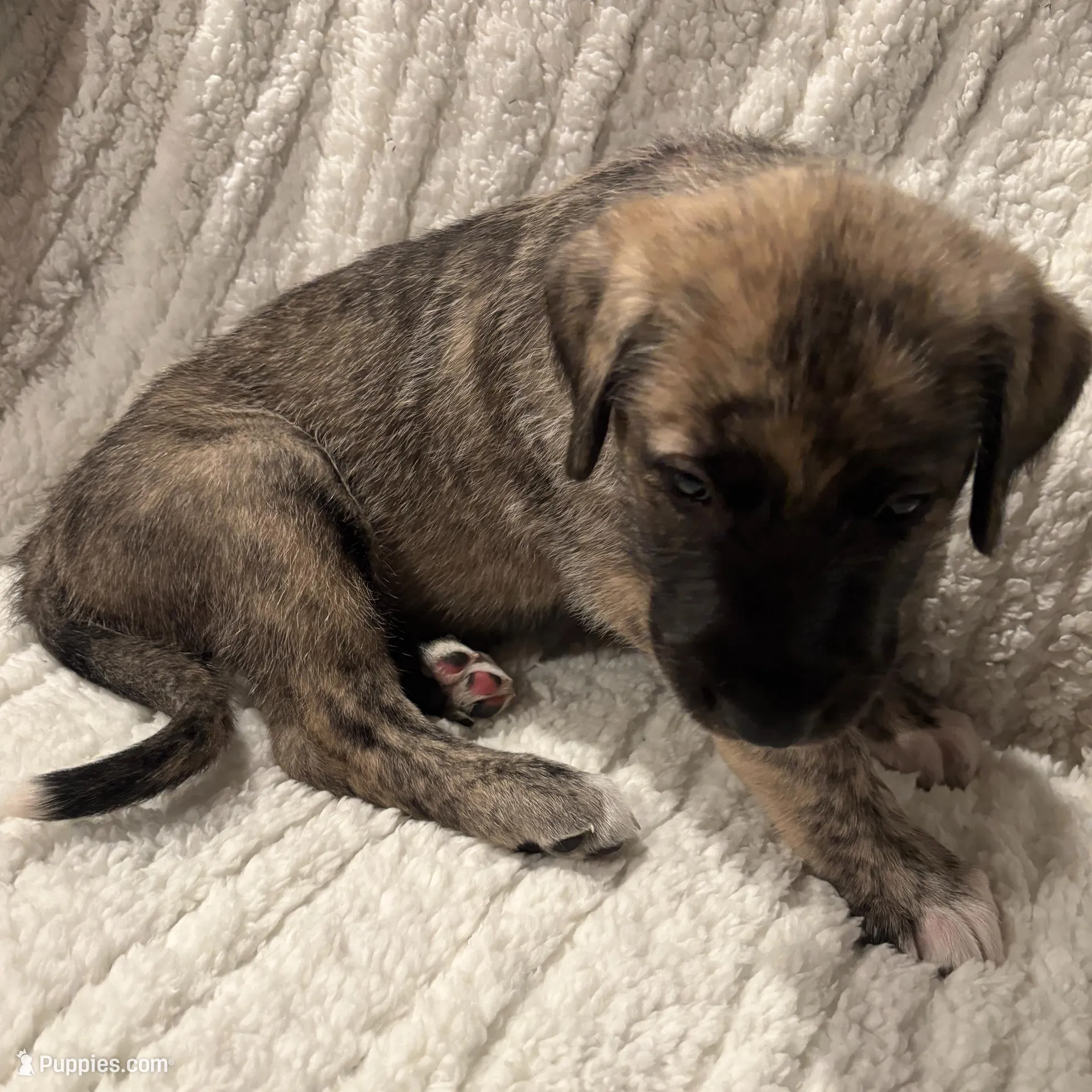Pink Girl, a female Irish Wolfhound for sale in Kelso, WA – Photo 1 of 5