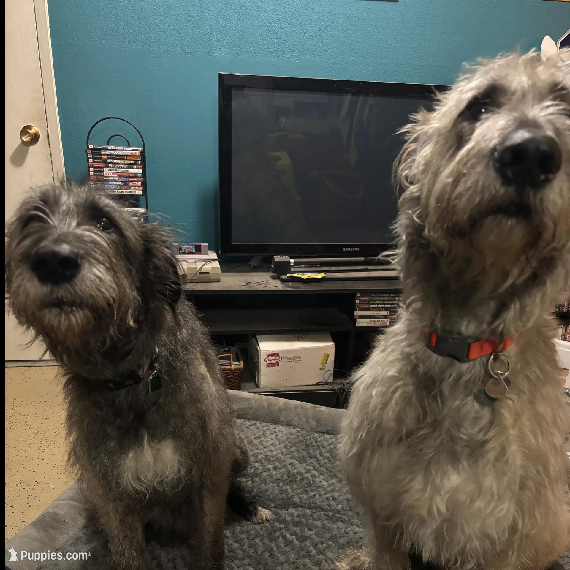 Pink Girl, a female Irish Wolfhound for sale in Kelso, WA – Photo 5 of 5