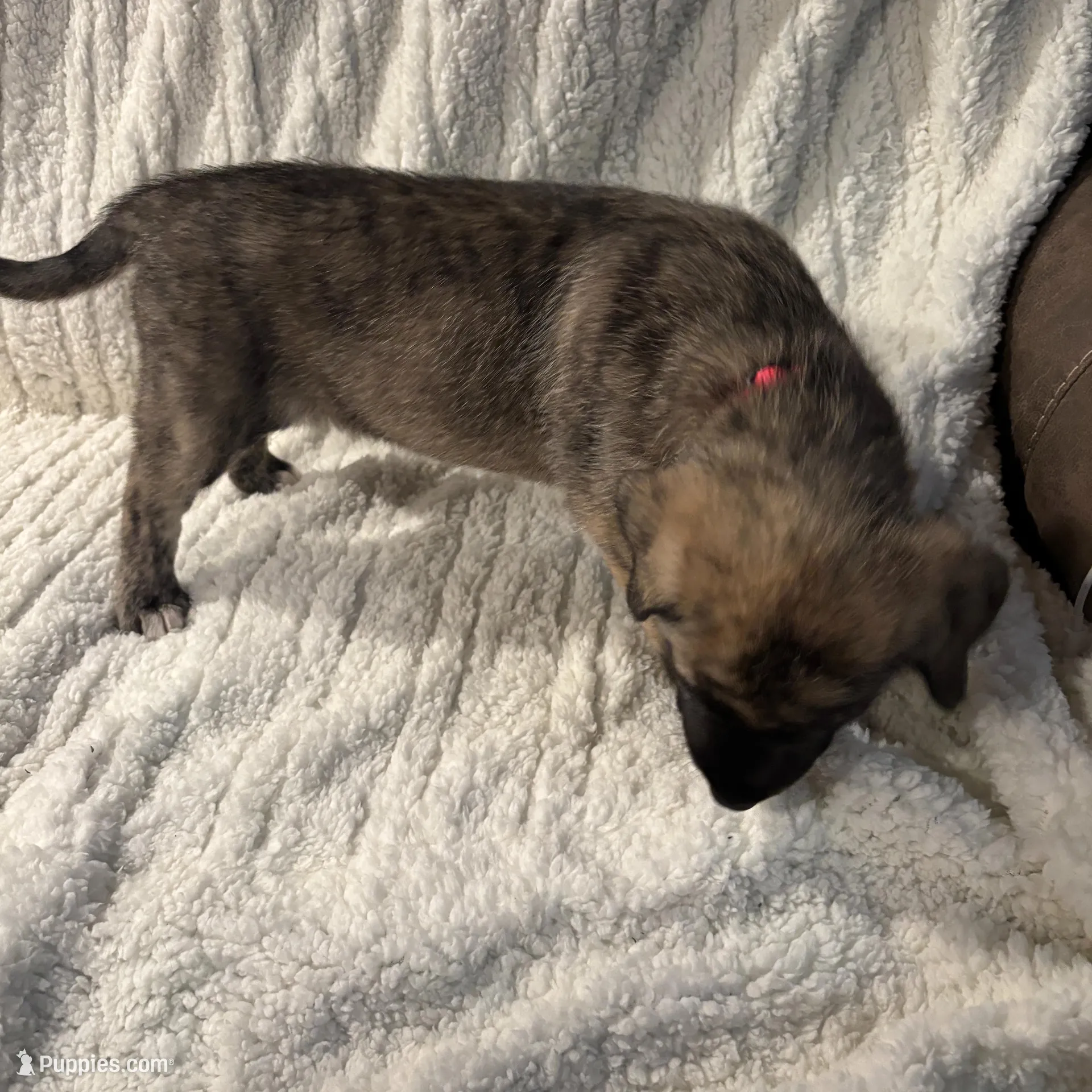 Pink Girl, a female Irish Wolfhound for sale in Kelso, WA – Photo 2 of 5