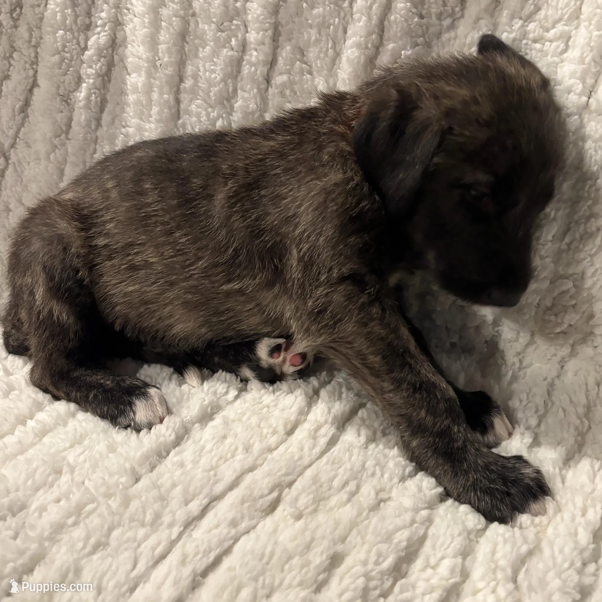 Orange Girl, a female Irish Wolfhound for sale in Kelso, WA – Photo 2 of 5