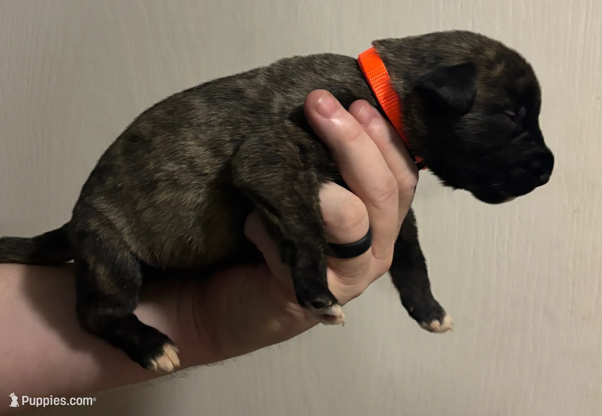 Orange Girl, a female Irish Wolfhound for sale in Kelso, WA – Photo 4 of 5