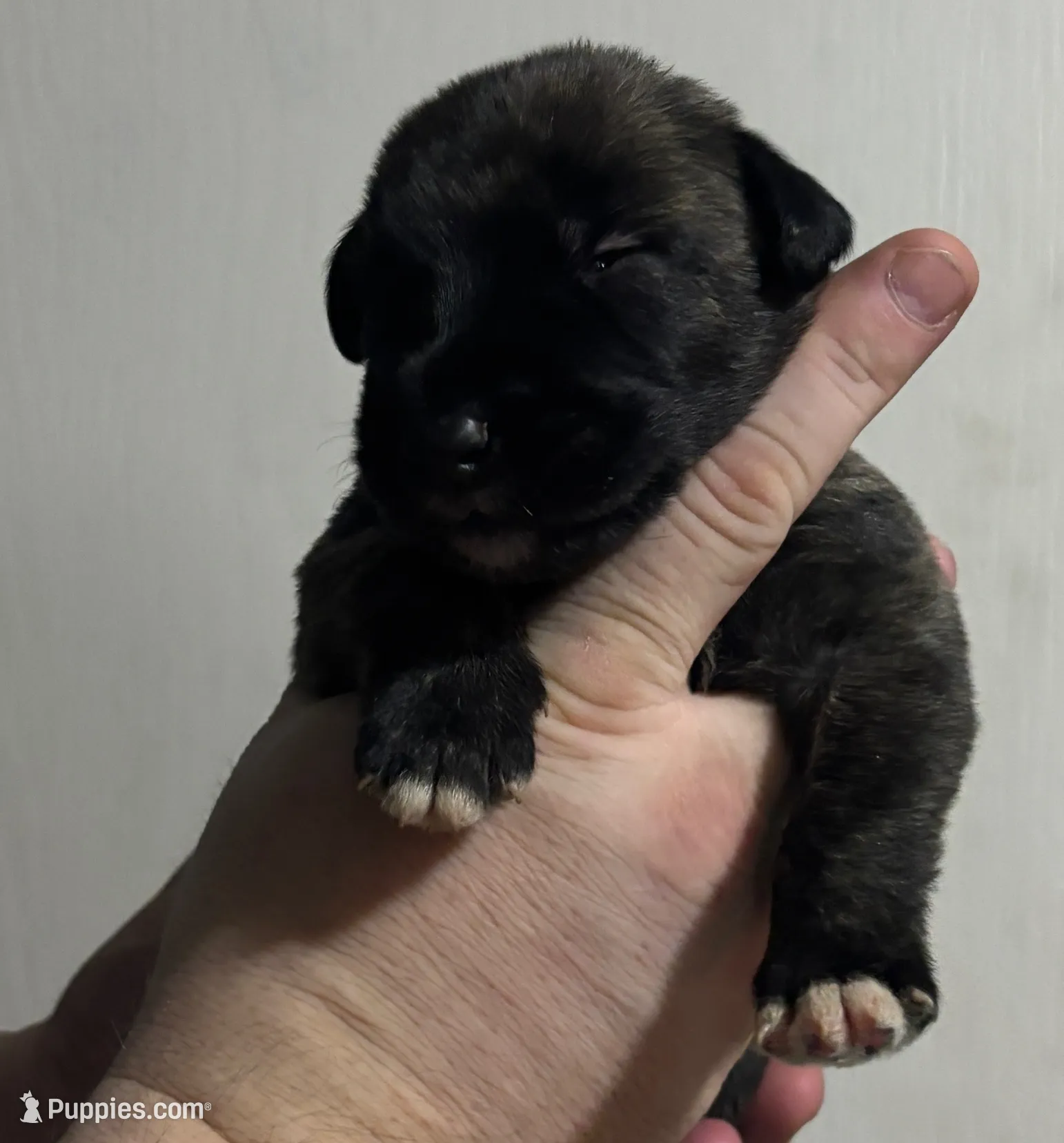 Orange Girl, a female Irish Wolfhound for sale in Kelso, WA – Photo 3 of 5