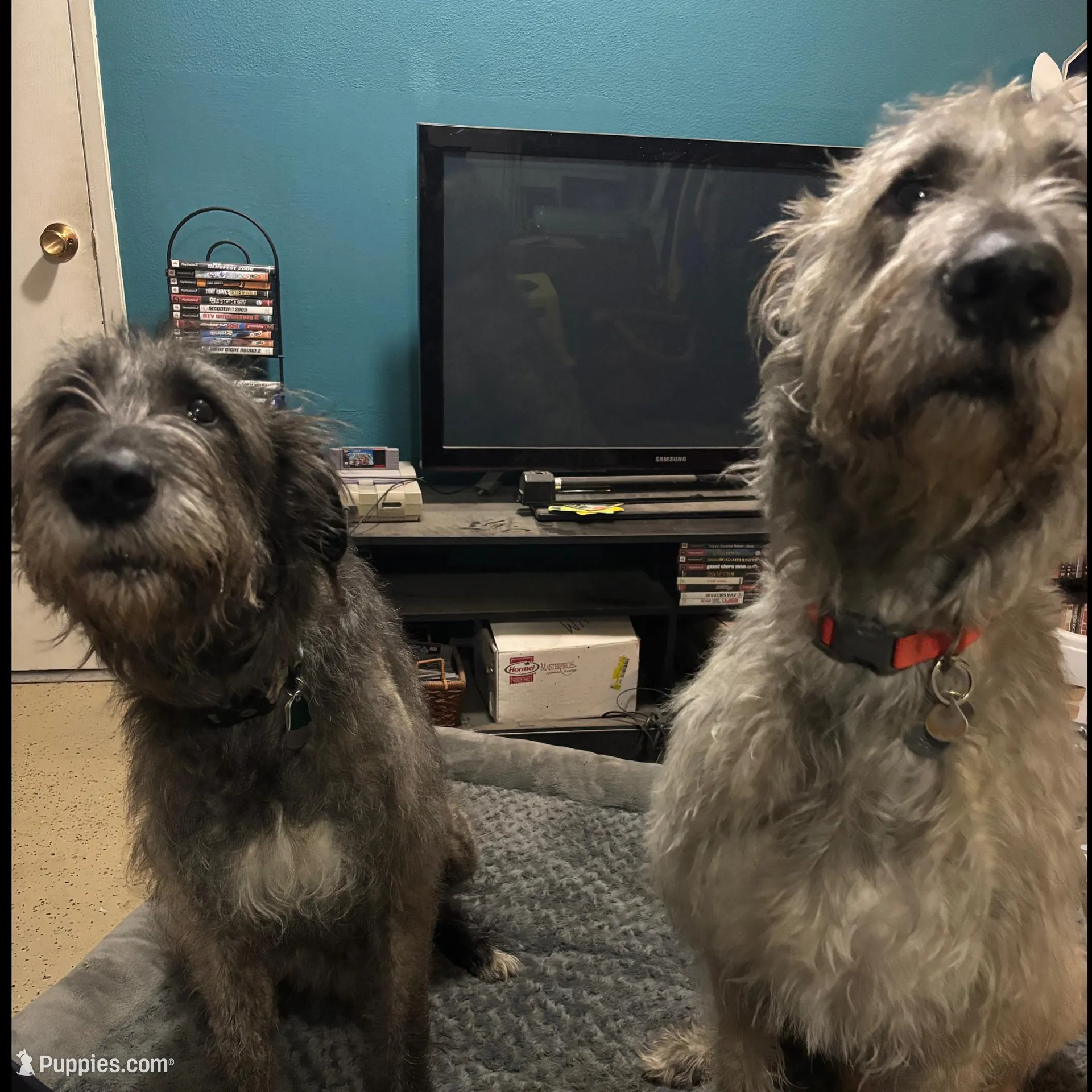 Orange Girl, a female Irish Wolfhound for sale in Kelso, WA – Photo 5 of 5